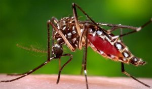 mosquito-virus-zika