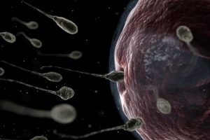 reproduccion-e-infertilidad