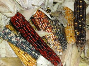 variedades-maiz